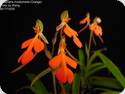 Habenaria rhodocheila Red